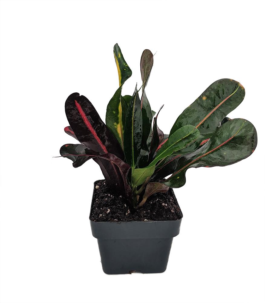 C Croton Mamey - View 26 from www redcrocus com