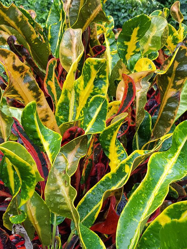 C Croton Mamey - View 31 from www redcrocus com