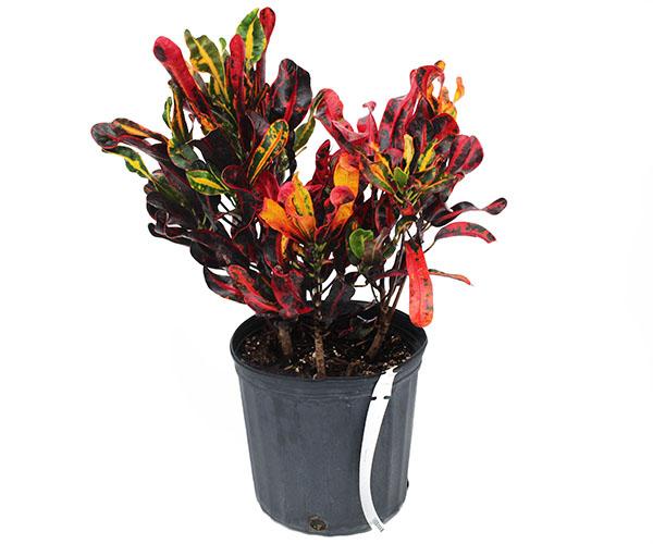 C Croton Mamey - View 32 from www redcrocus com