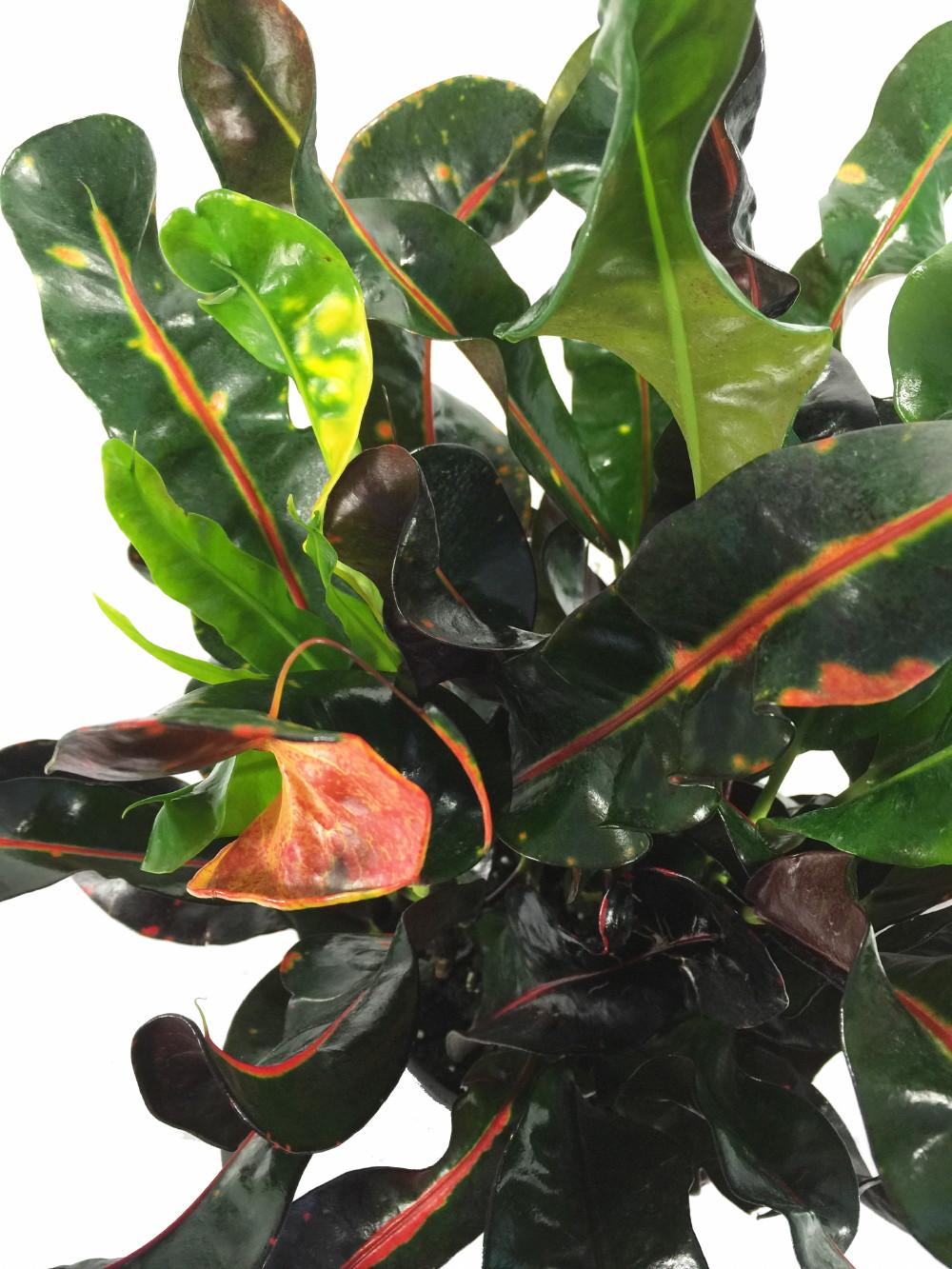 C Croton Mamey - View 34 from www redcrocus com