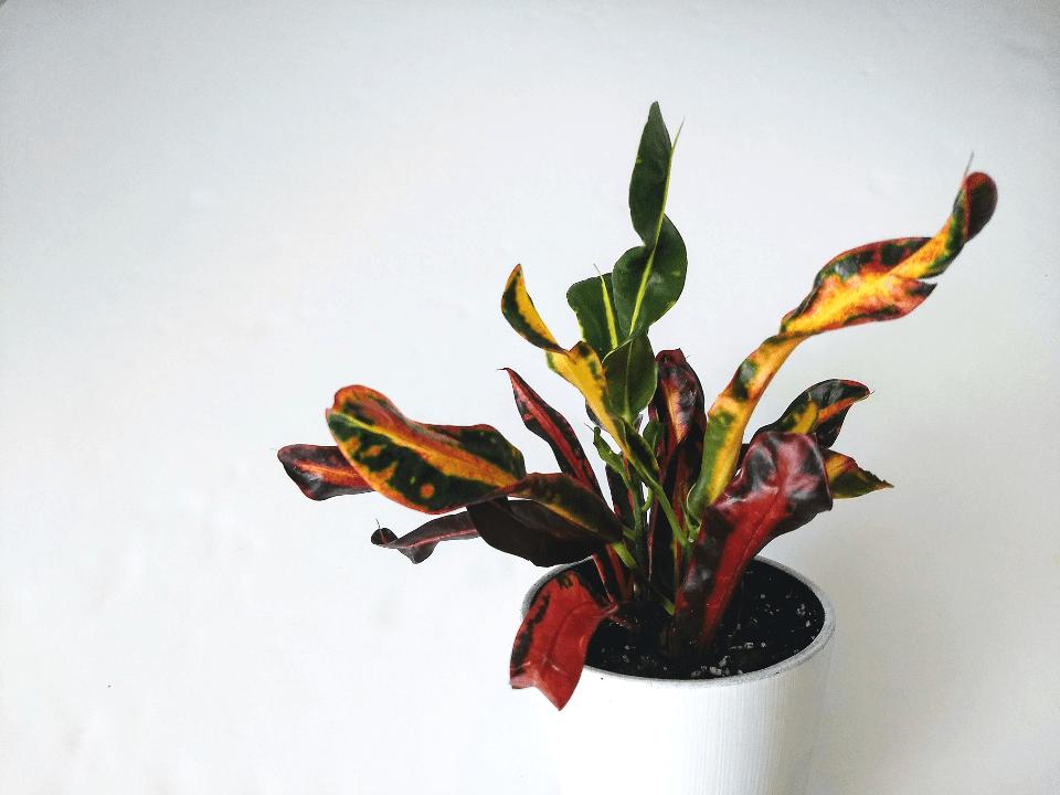 C Croton Mamey - View 37 from www redcrocus com