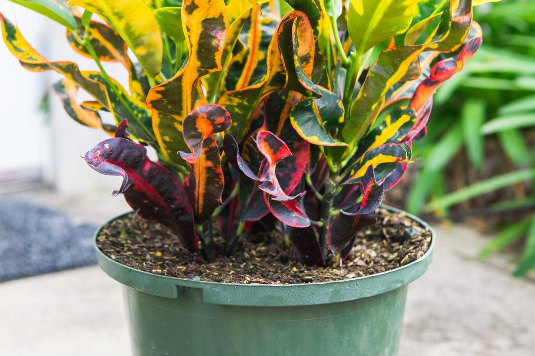 C Croton Mamey - View 4 from www redcrocus com