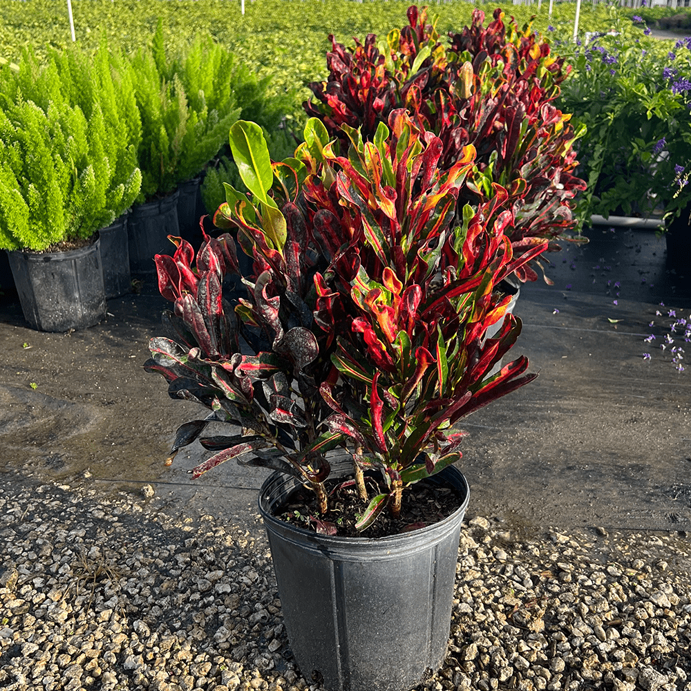 C Croton Mamey - View 6 from www redcrocus com