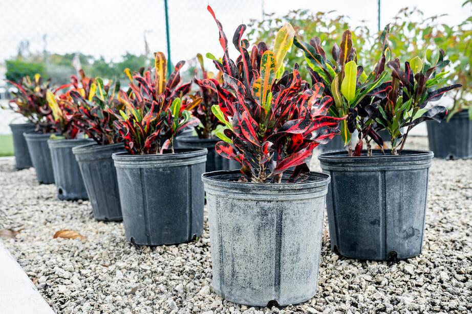 C Croton Mamey - View 9 from www redcrocus com