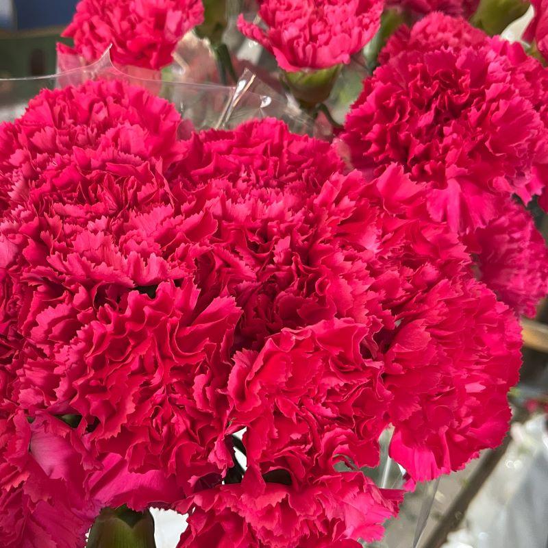 Hot Pink - View 14 from www redcrocus com