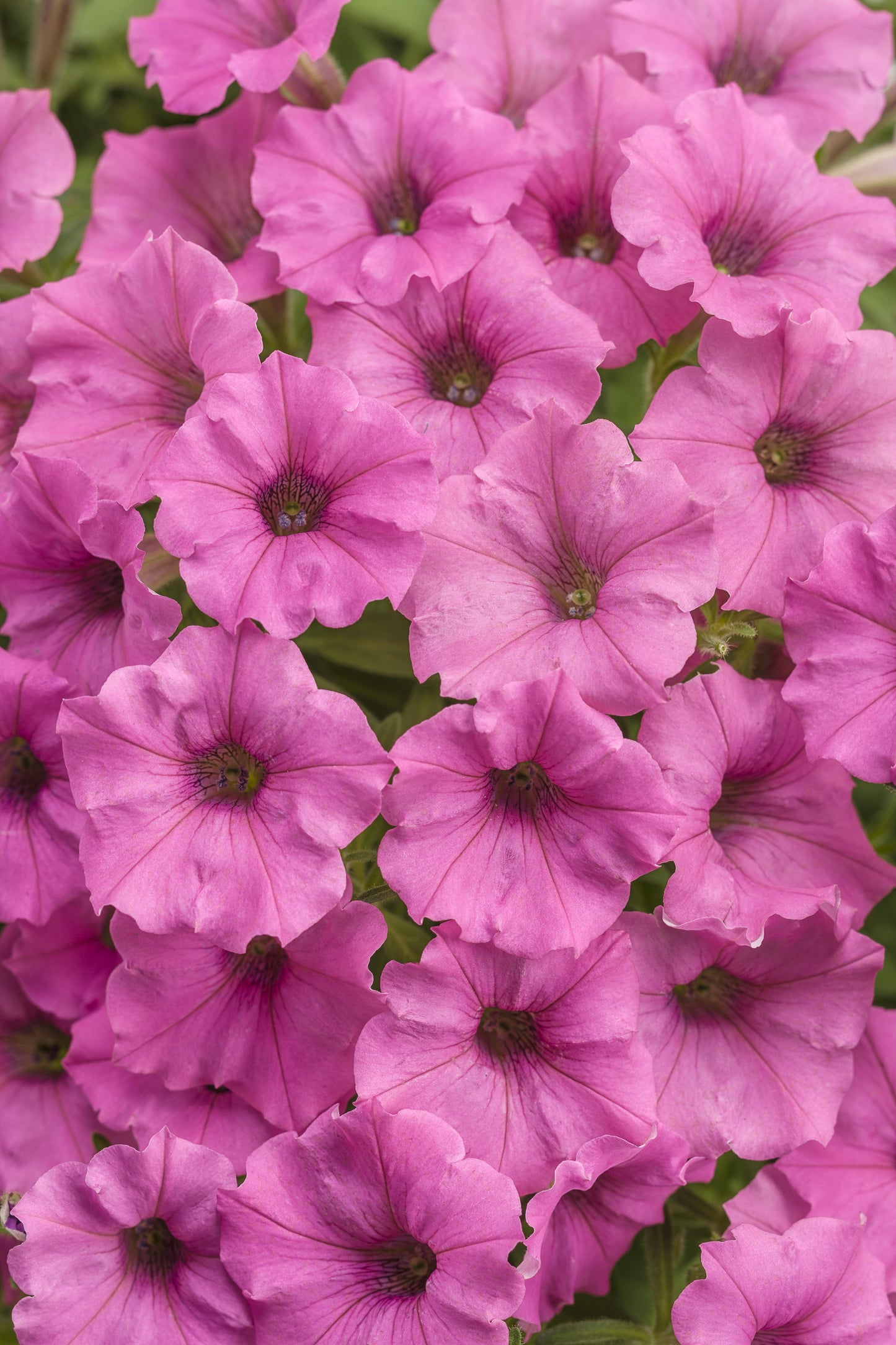 Hot Pink - View 26 from www redcrocus com