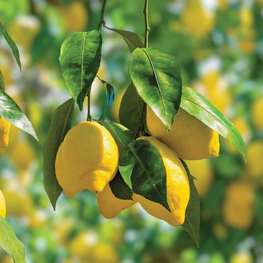 Citrus Tree Meyer Lemon - View 11 from www redcrocus com