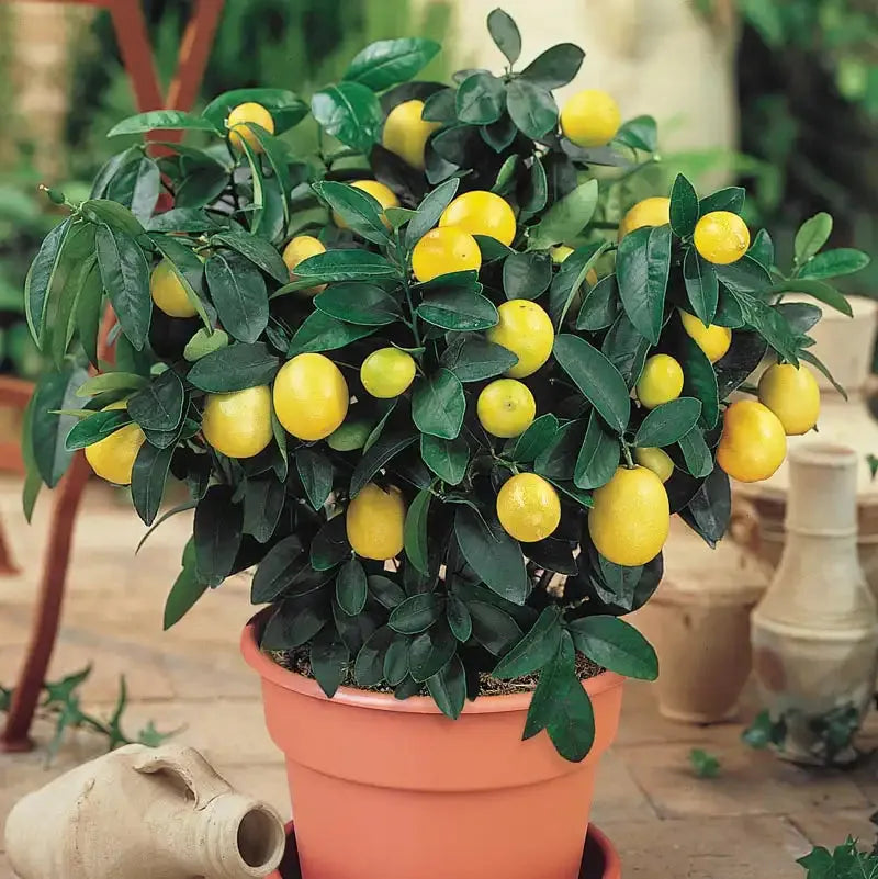 Citrus Tree Meyer Lemon - View 12 from www redcrocus com