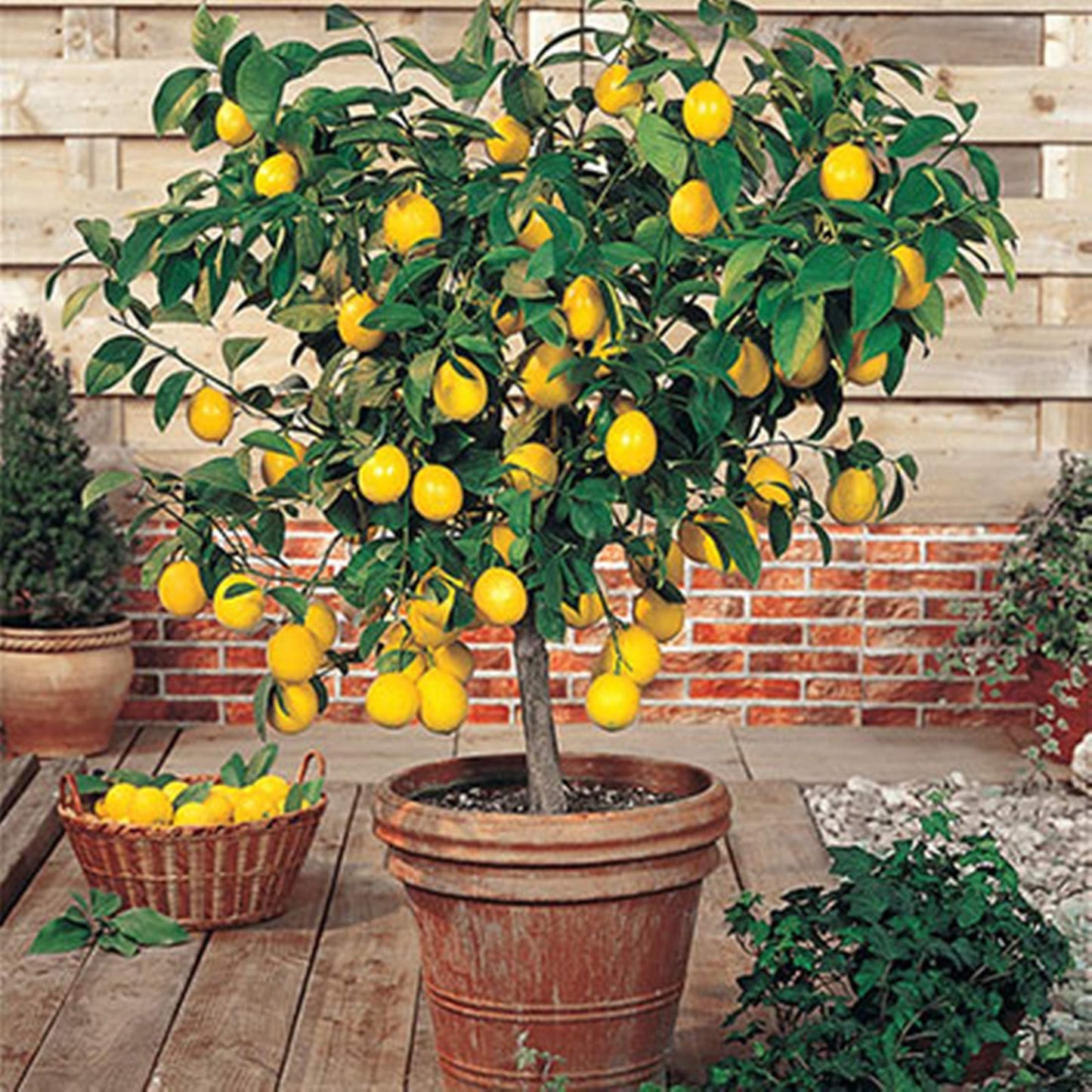 Citrus Tree Meyer Lemon - View 1 from www redcrocus com