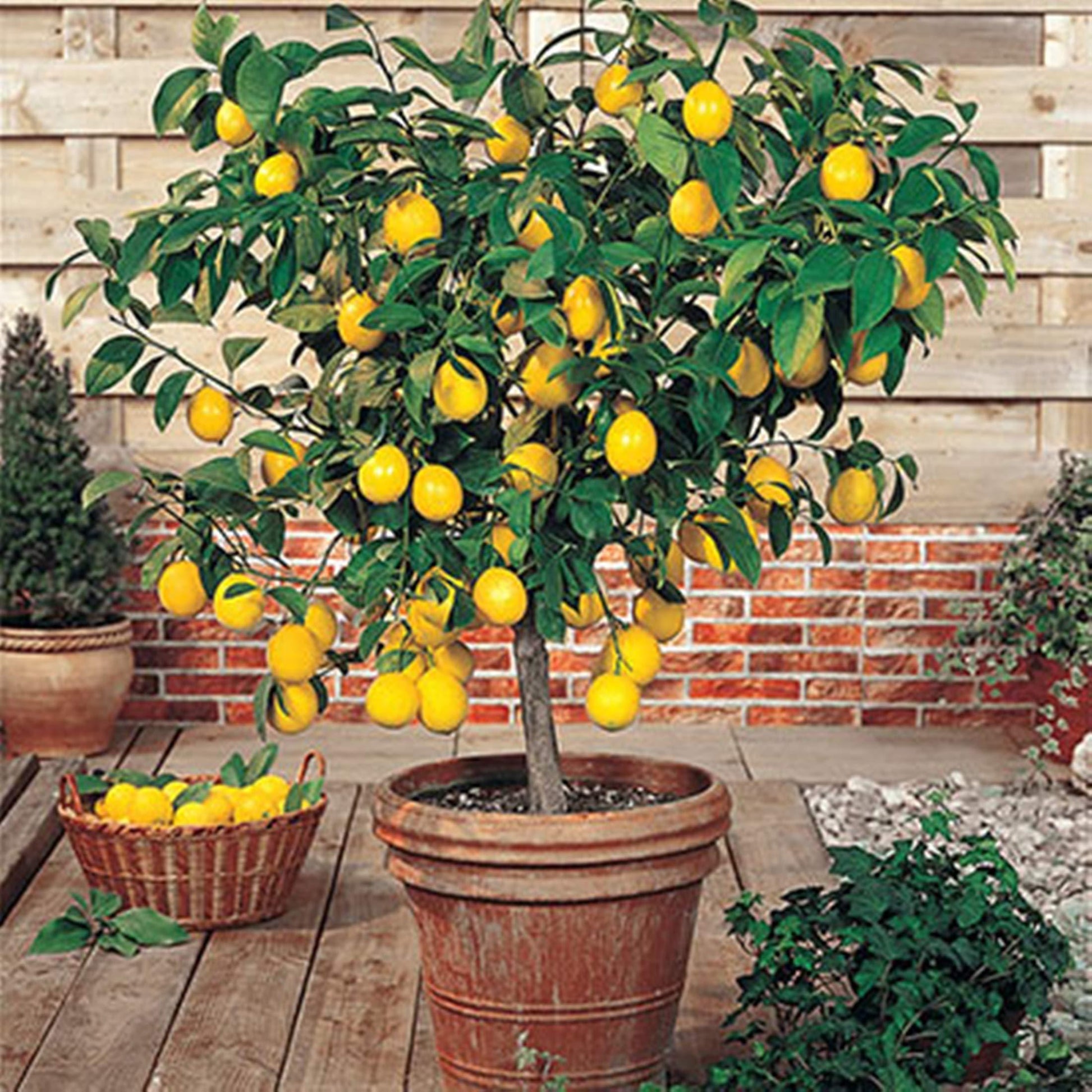 Citrus Tree Meyer Lemon - View 1 from www redcrocus com