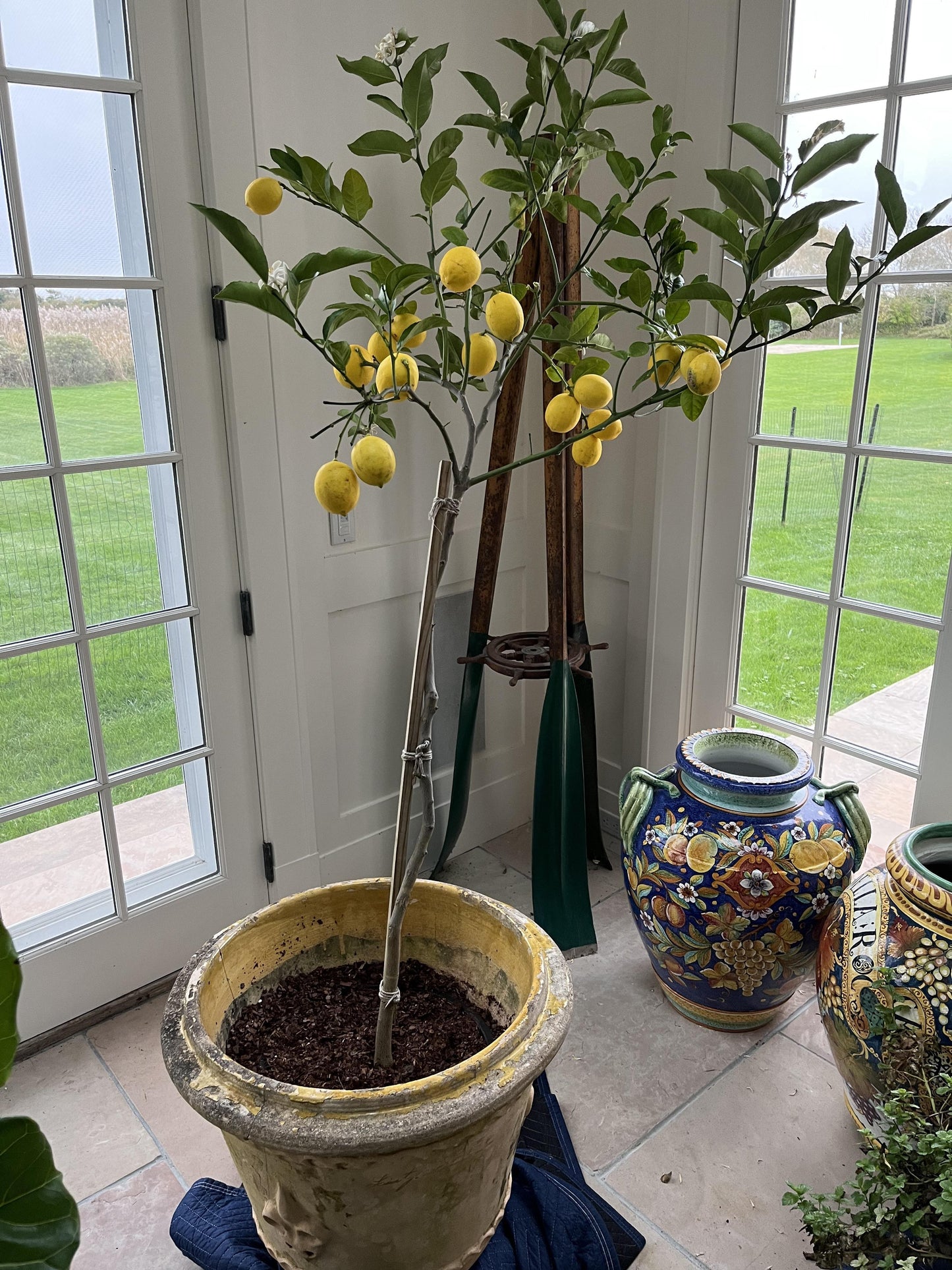 Citrus Tree Meyer Lemon - View 21 from www redcrocus com