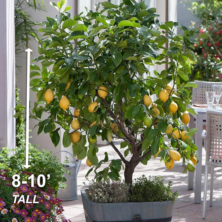 Citrus Tree Meyer Lemon - View 22 from www redcrocus com
