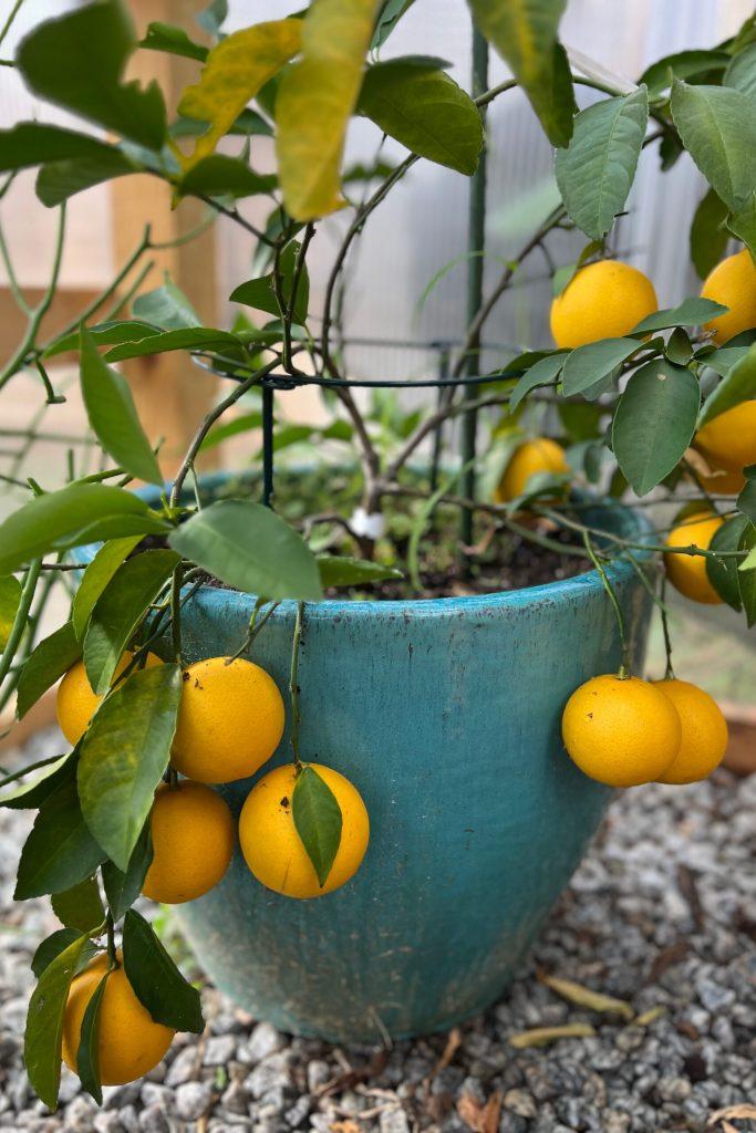 Citrus Tree Meyer Lemon - View 25 from www redcrocus com