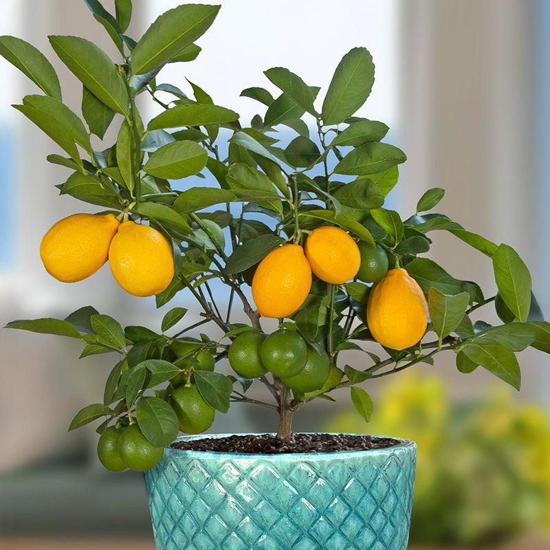 Citrus Tree Meyer Lemon - View 28 from www redcrocus com