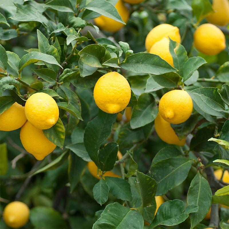 Citrus Tree Meyer Lemon - View 2 from www redcrocus com