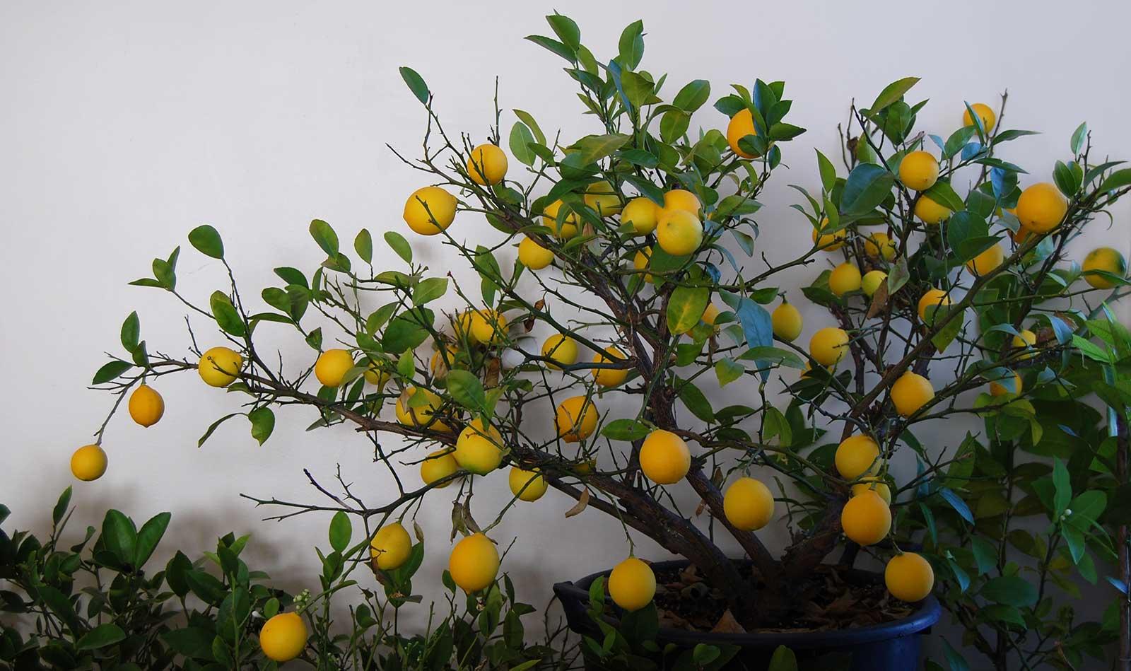 Citrus Tree Meyer Lemon - View 31 from www redcrocus com
