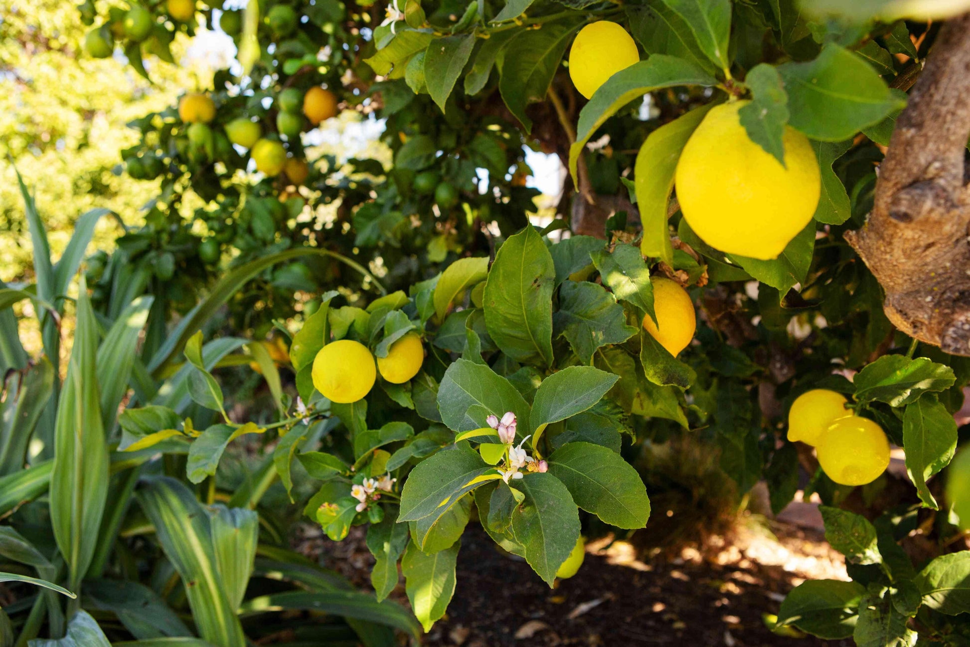 Citrus Tree Meyer Lemon - View 32 from www redcrocus com