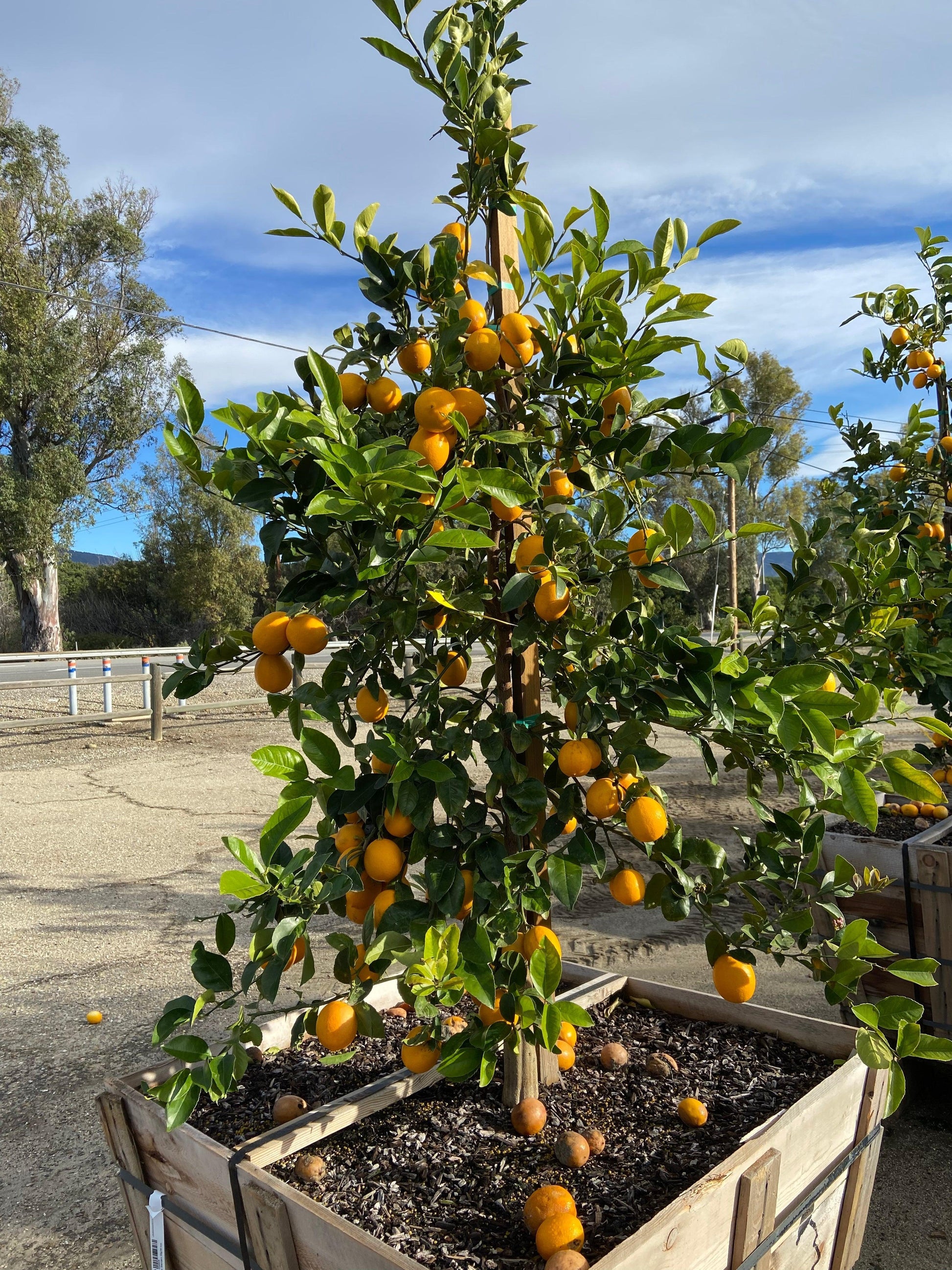 Citrus Tree Meyer Lemon - View 33 from www redcrocus com