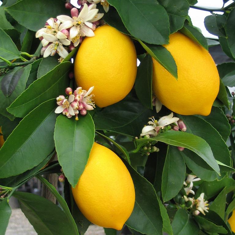 Citrus Tree Meyer Lemon - View 34 from www redcrocus com