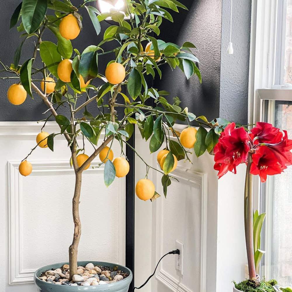 Citrus Tree Meyer Lemon - View 35 from www redcrocus com