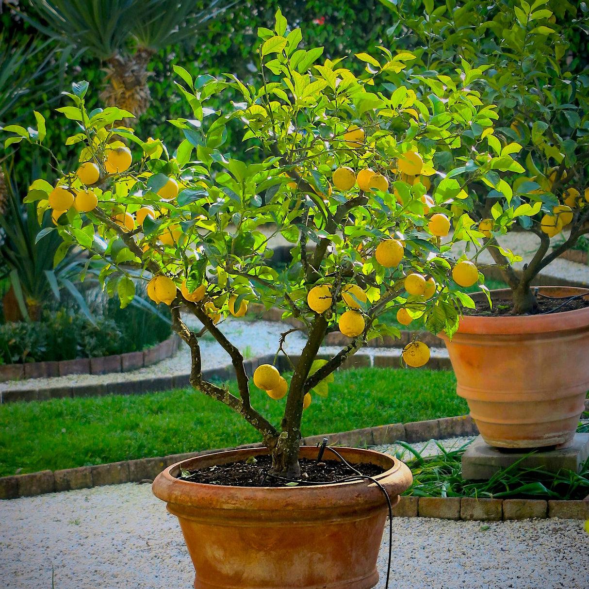 Citrus Tree Meyer Lemon - View 3 from www redcrocus com