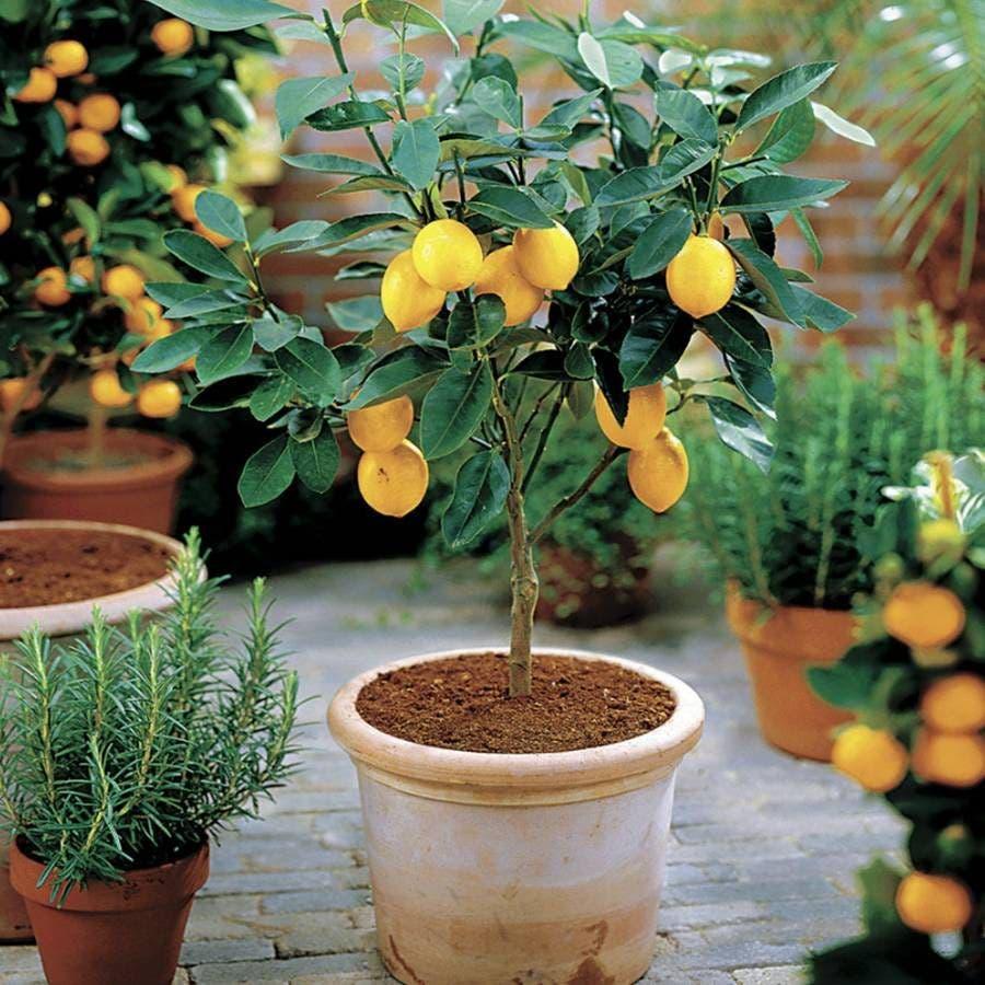 Citrus Tree Meyer Lemon - View 4 from www redcrocus com