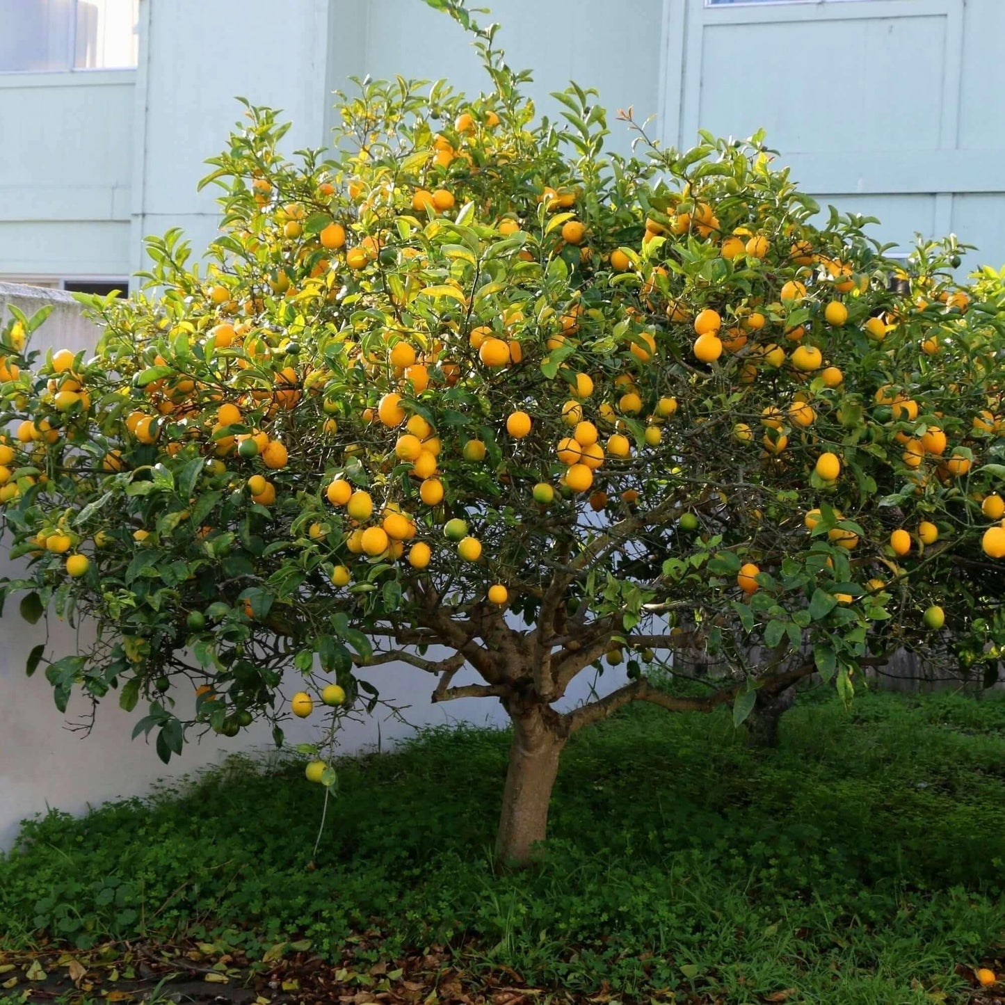 Citrus Tree Meyer Lemon - View 5 from www redcrocus com