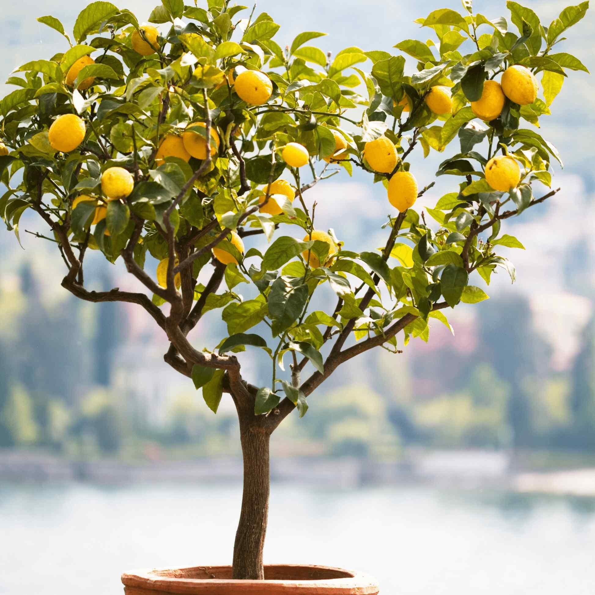 Citrus Tree Meyer Lemon - View 6 from www redcrocus com