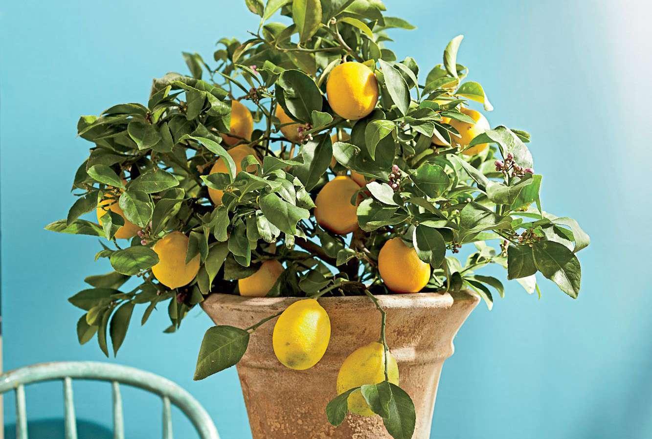 Citrus Tree Meyer Lemon - View 9 from www redcrocus com