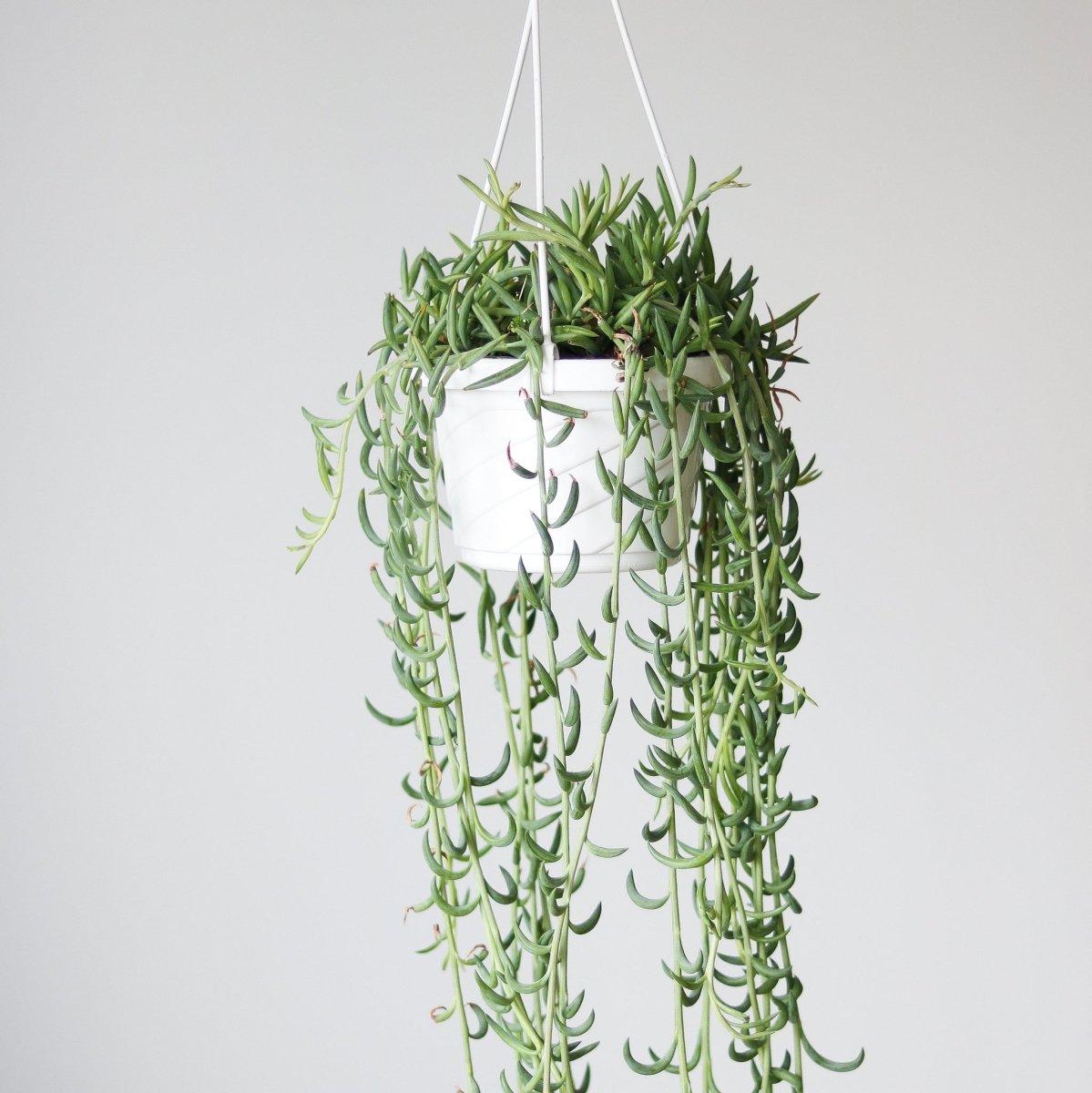 Succulent Senecio Fishhook - View 11 from www redcrocus com