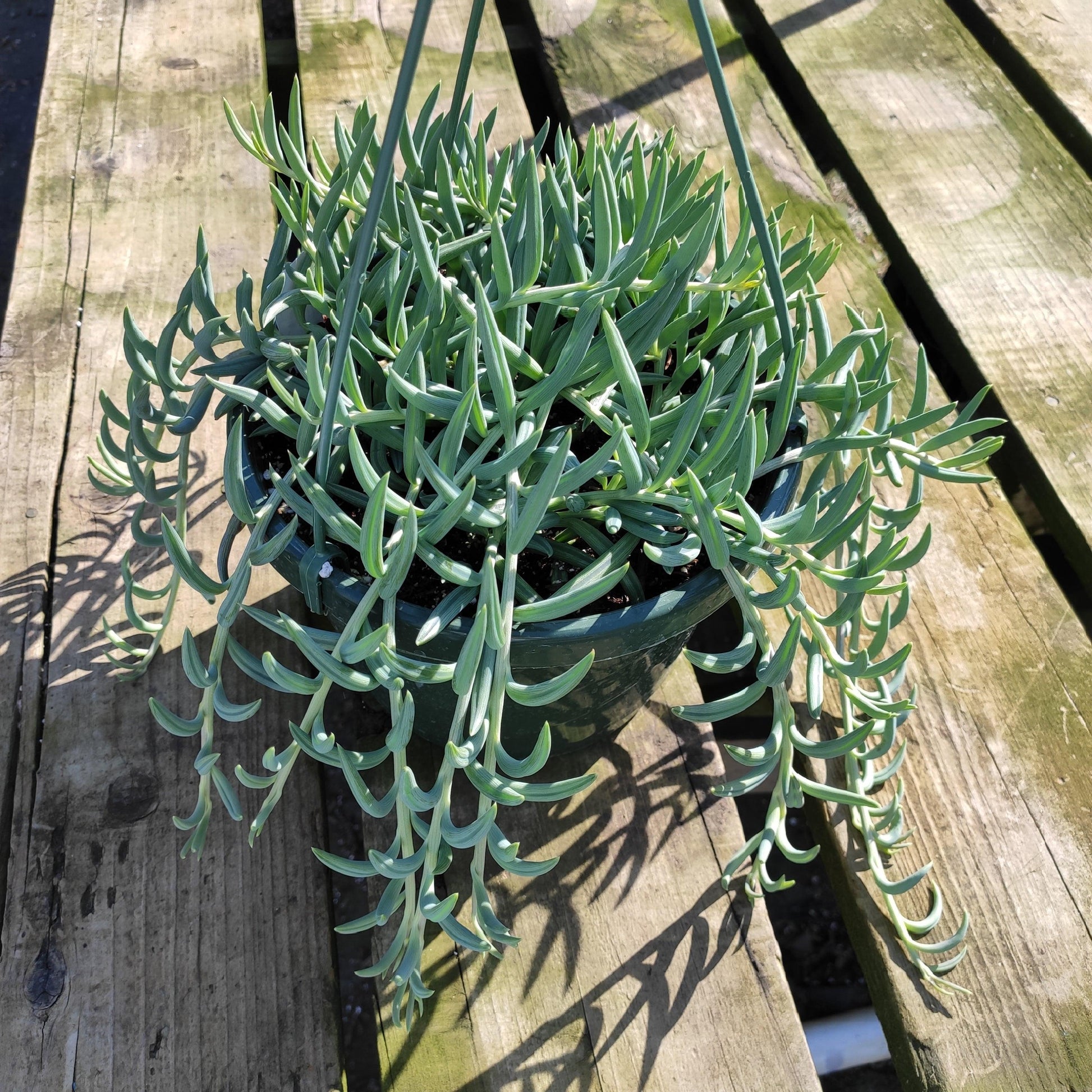 Succulent Senecio Fishhook - View 13 from www redcrocus com