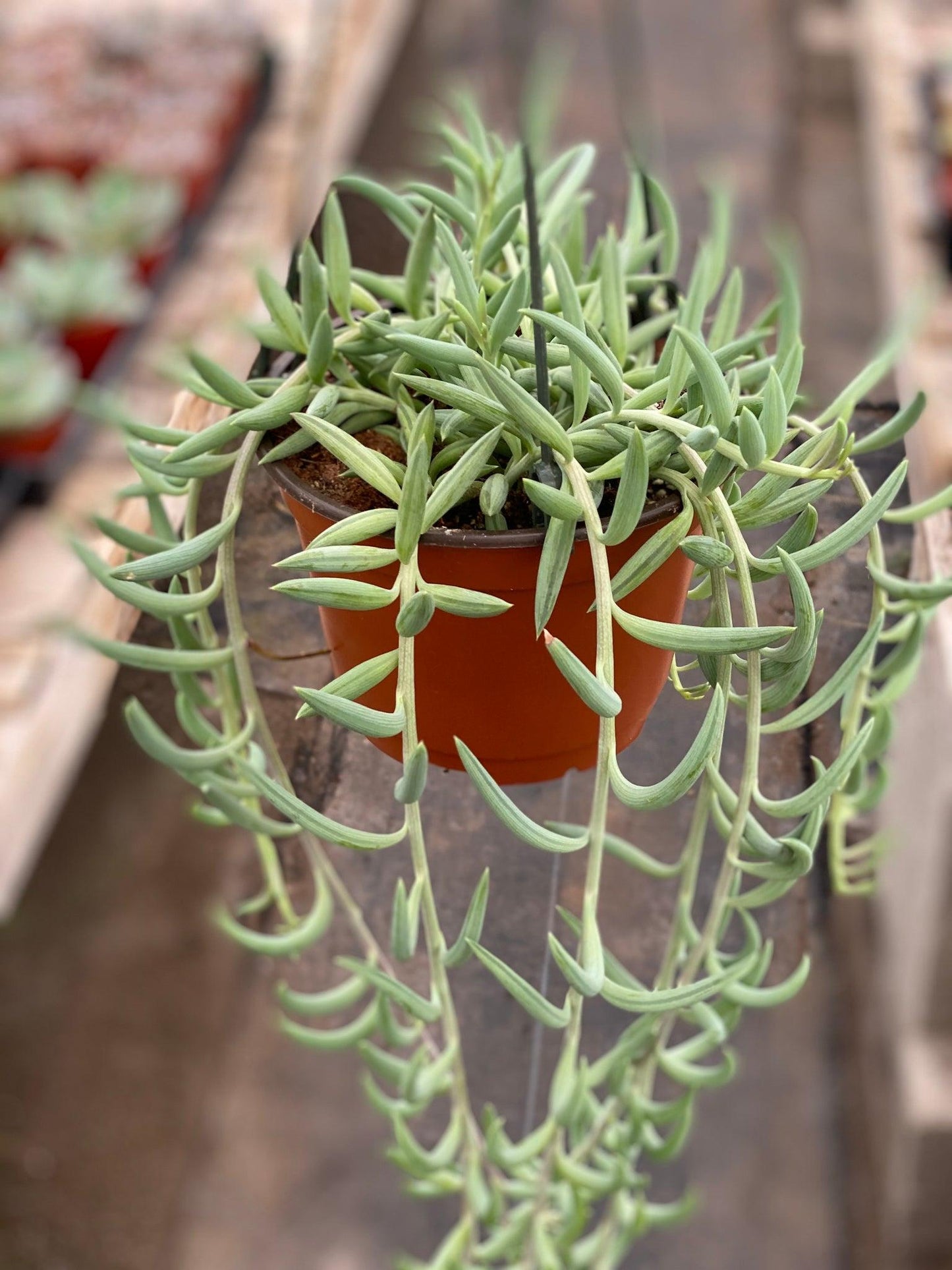 Succulent Senecio Fishhook - View 15 from www redcrocus com