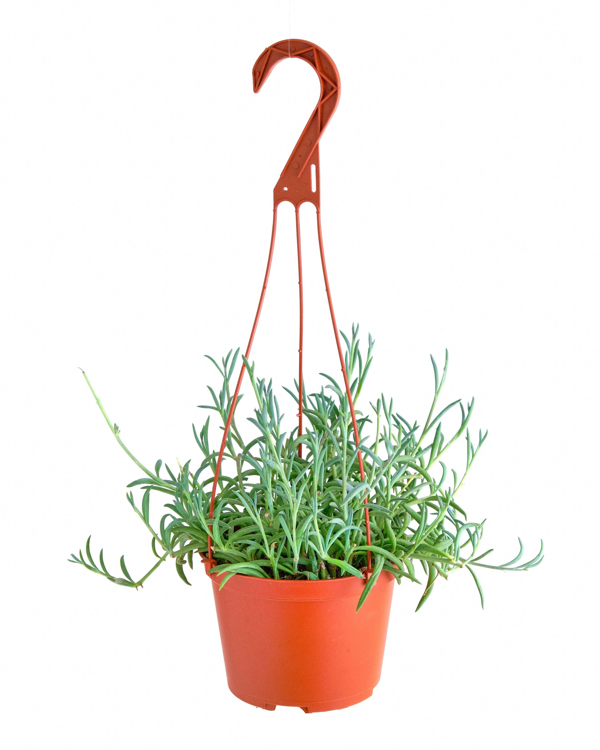 Succulent Senecio Fishhook - View 16 from www redcrocus com