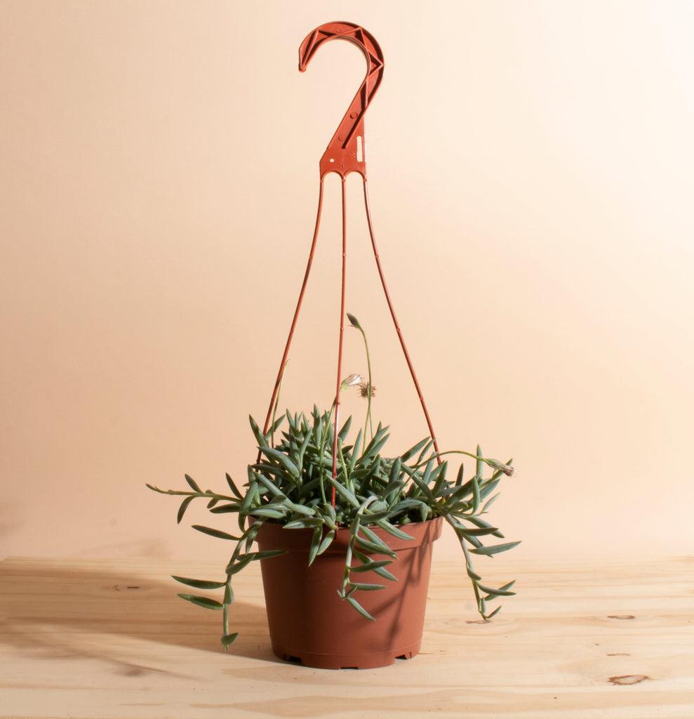 Succulent Senecio Fishhook - View 19 from www redcrocus com