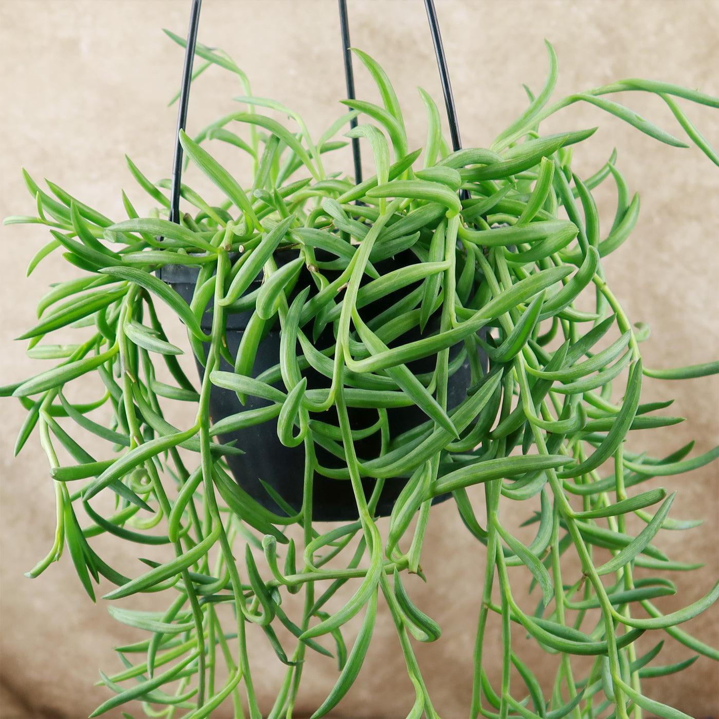 Succulent Senecio Fishhook - View 23 from www redcrocus com