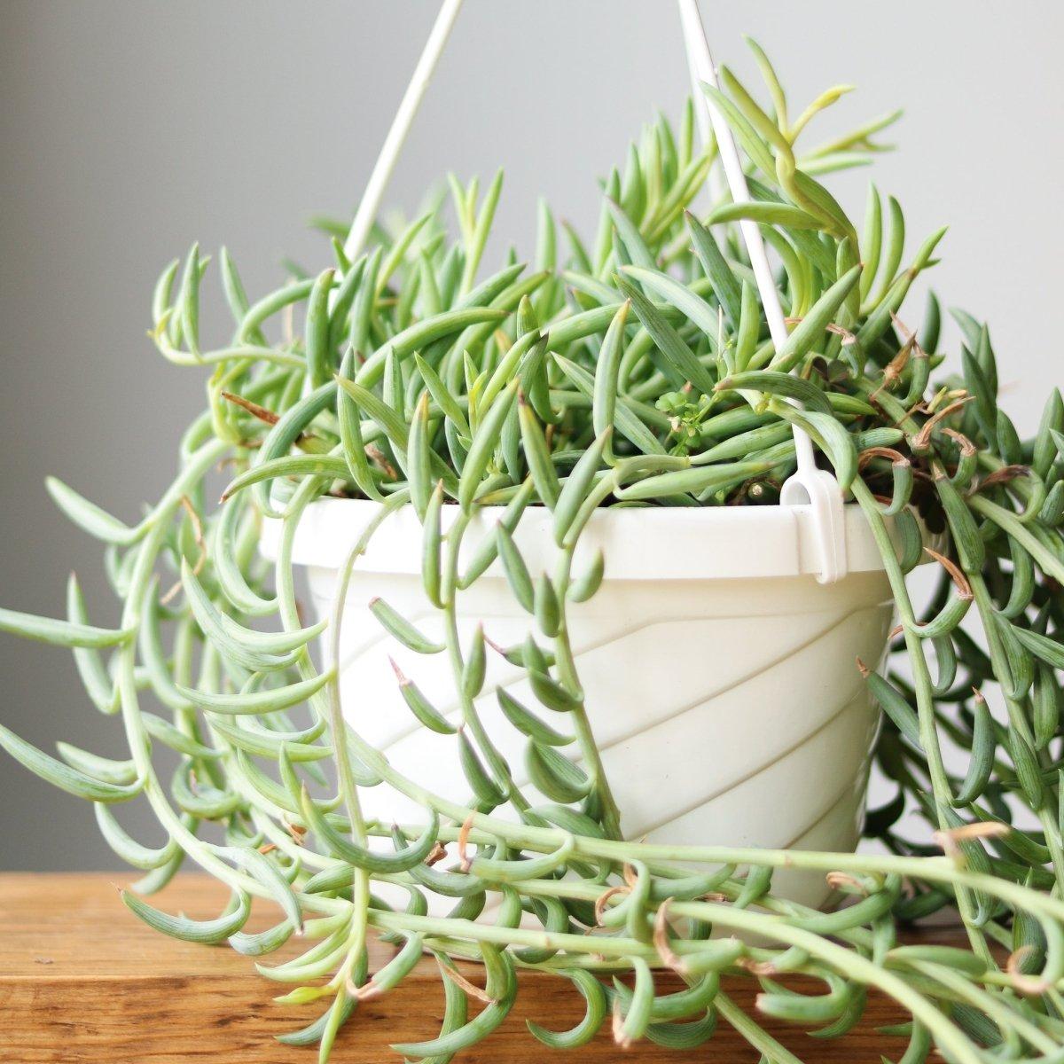 Succulent Senecio Fishhook - View 26 from www redcrocus com