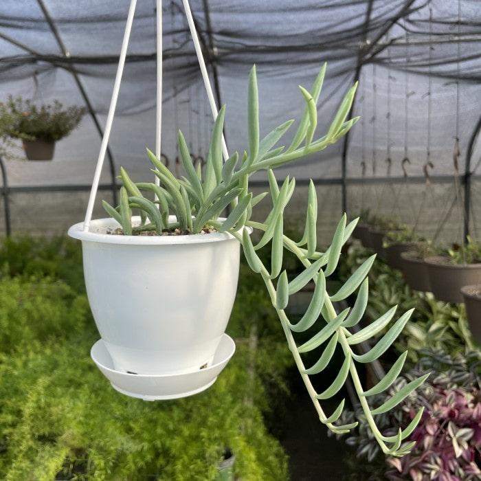 Succulent Senecio Fishhook - View 28 from www redcrocus com