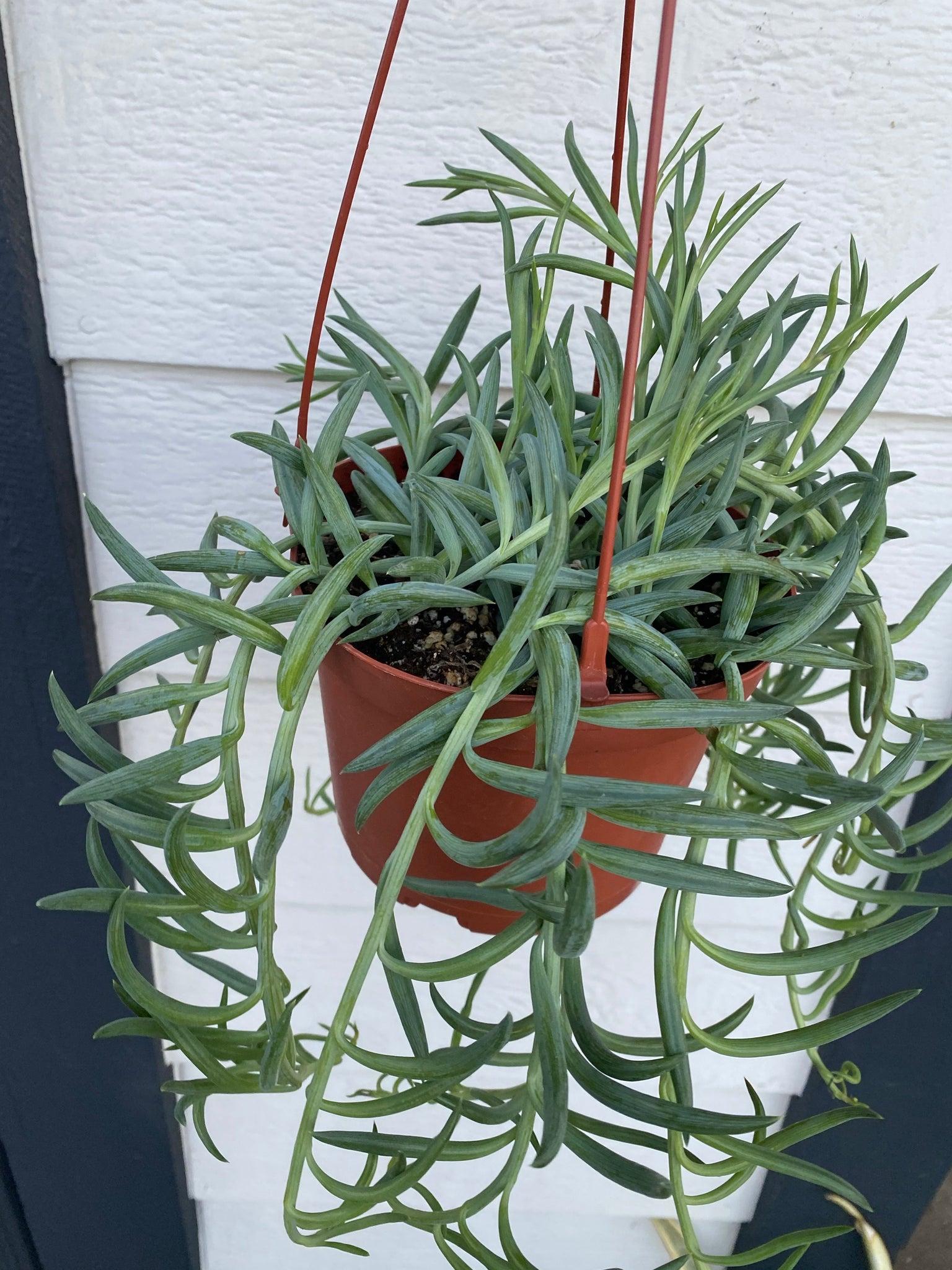 Succulent Senecio Fishhook - View 4 from www redcrocus com