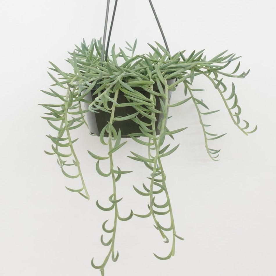Succulent Senecio Fishhook - View 5 from www redcrocus com
