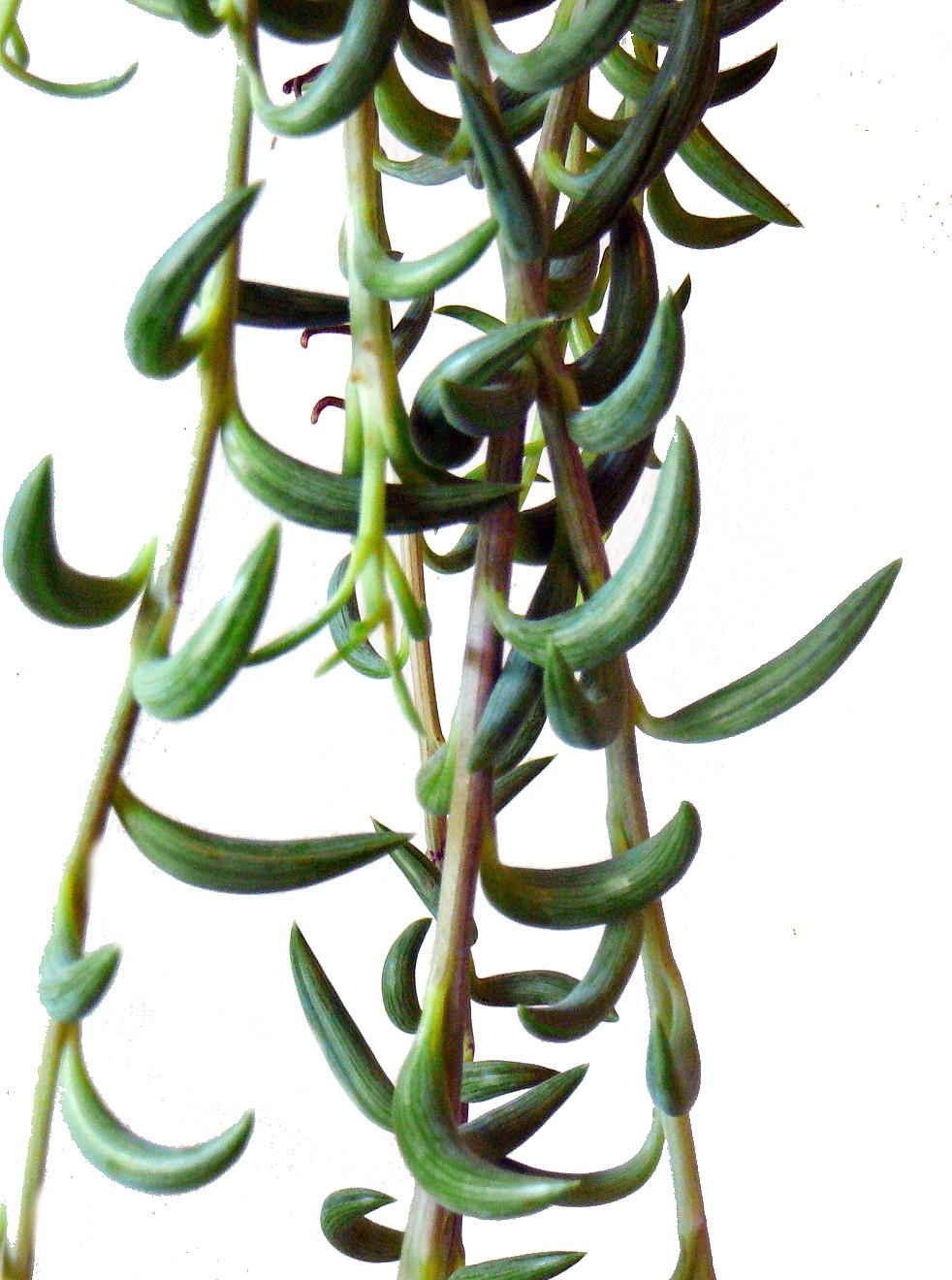 Succulent Senecio Fishhook - View 6 from www redcrocus com