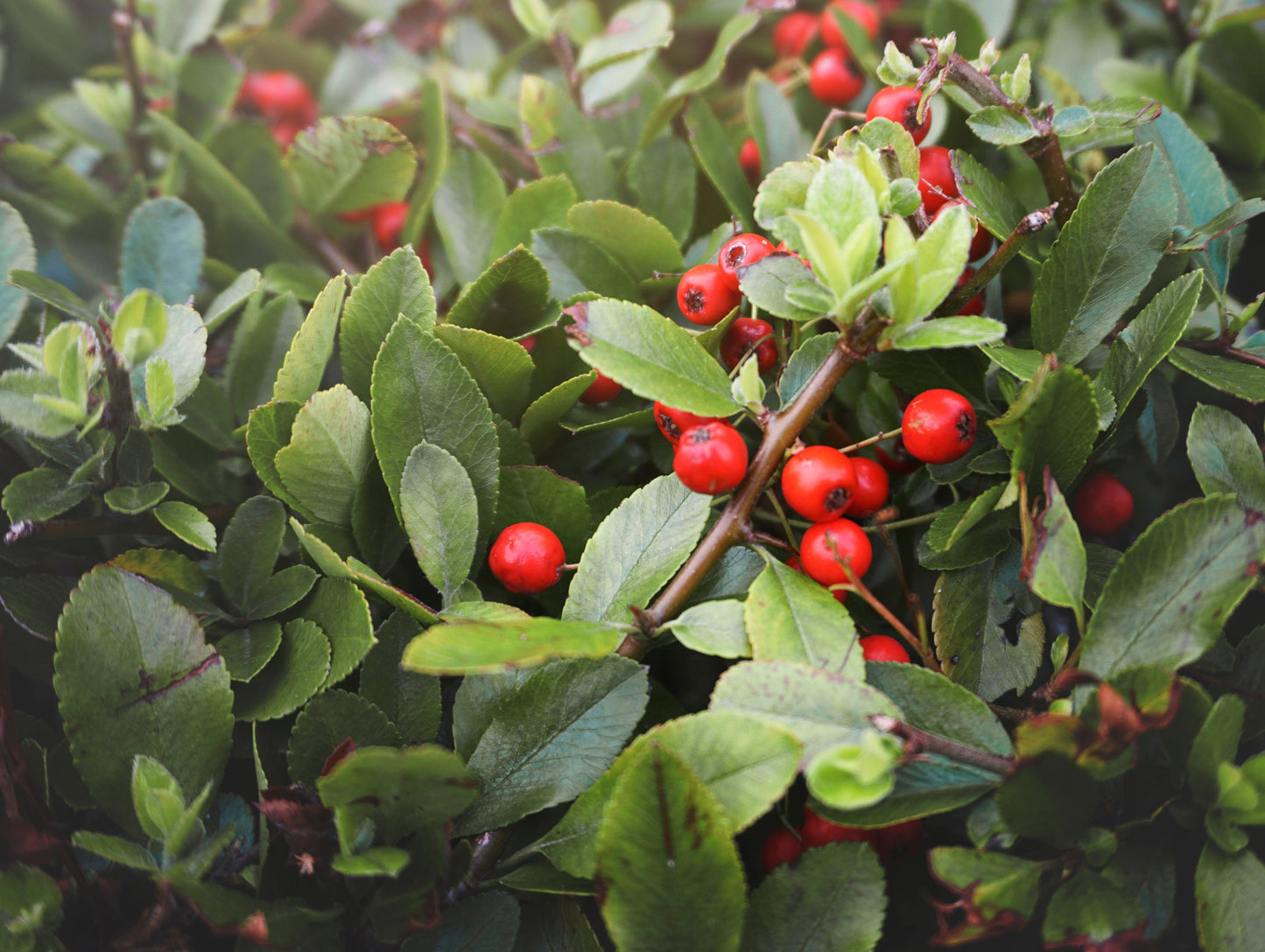 Ardisia Berry White, Pink, Or Red - View 10 from www redcrocus com