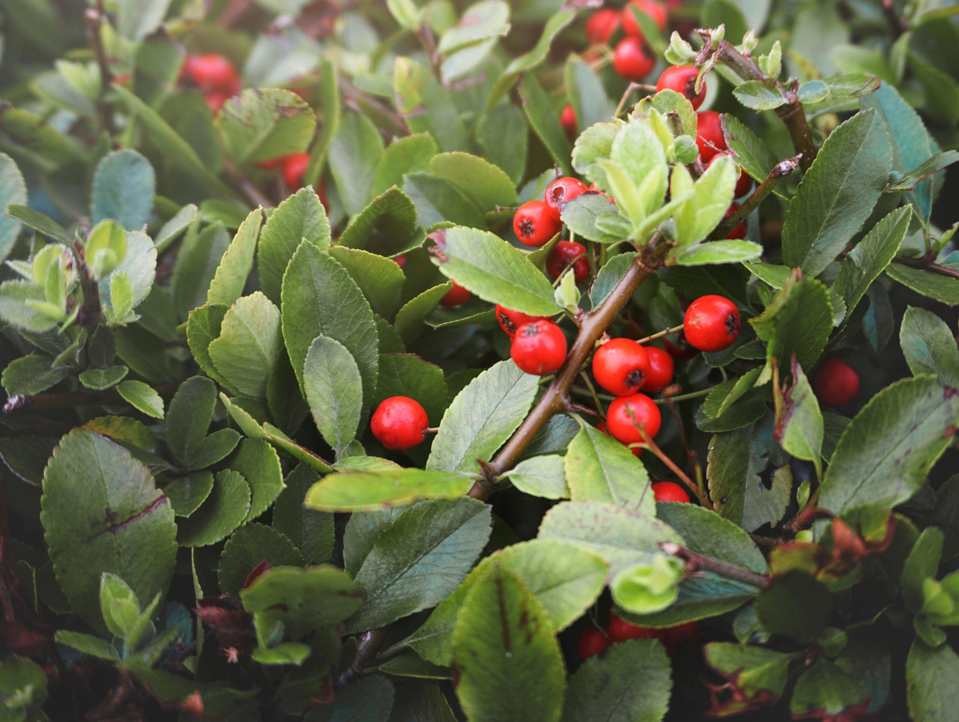 Ardisia Berry White, Pink, Or Red - View 10 from www redcrocus com