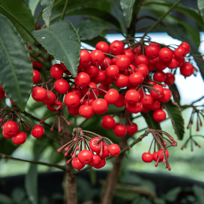 Ardisia Berry White, Pink, Or Red - View 16 from www redcrocus com