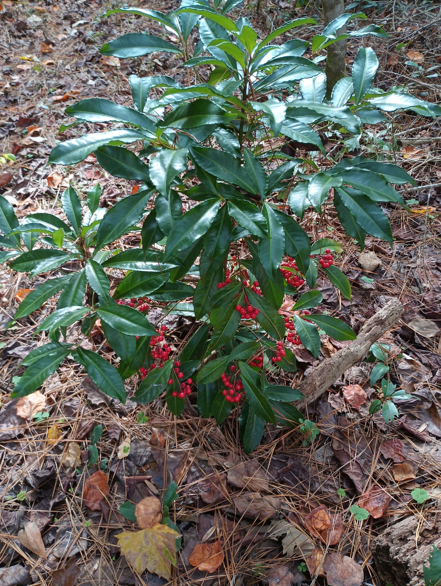 Ardisia Berry White, Pink, Or Red - View 17 from www redcrocus com