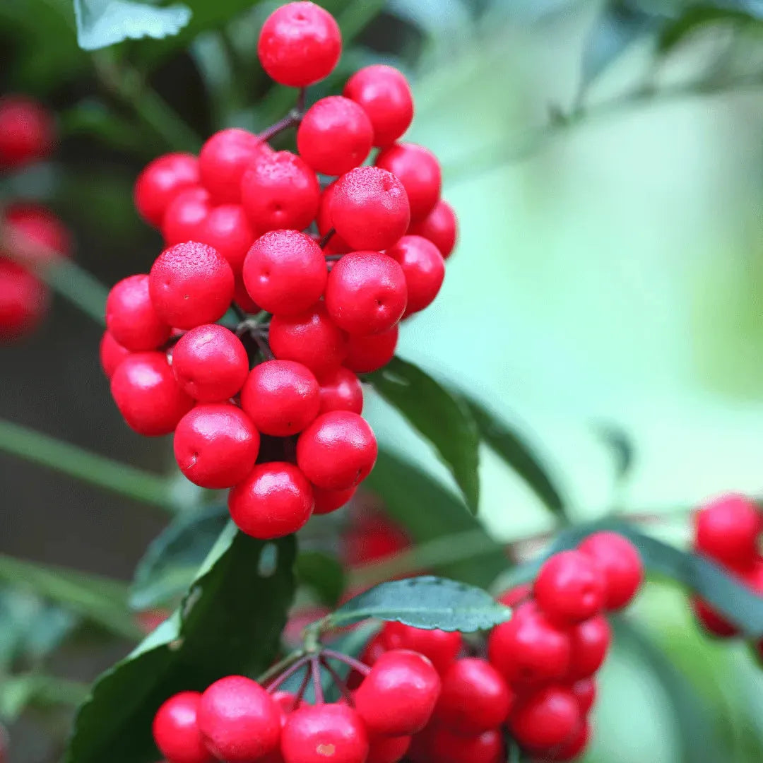Ardisia Berry White, Pink, Or Red - View 18 from www redcrocus com