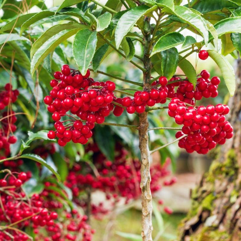 Ardisia Berry White, Pink, Or Red - View 20 from www redcrocus com