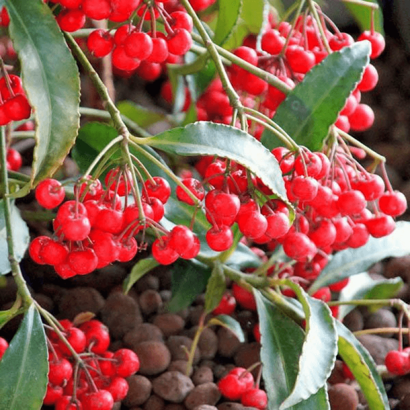 Ardisia Berry White, Pink, Or Red - View 21 from www redcrocus com