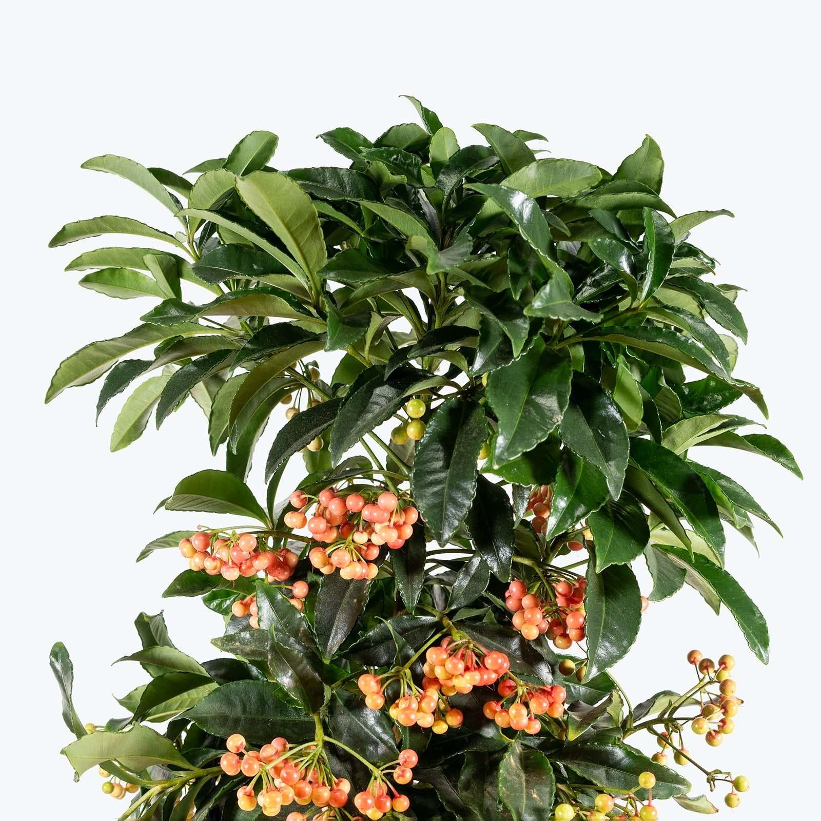 Ardisia Berry White, Pink, Or Red - View 23 from www redcrocus com