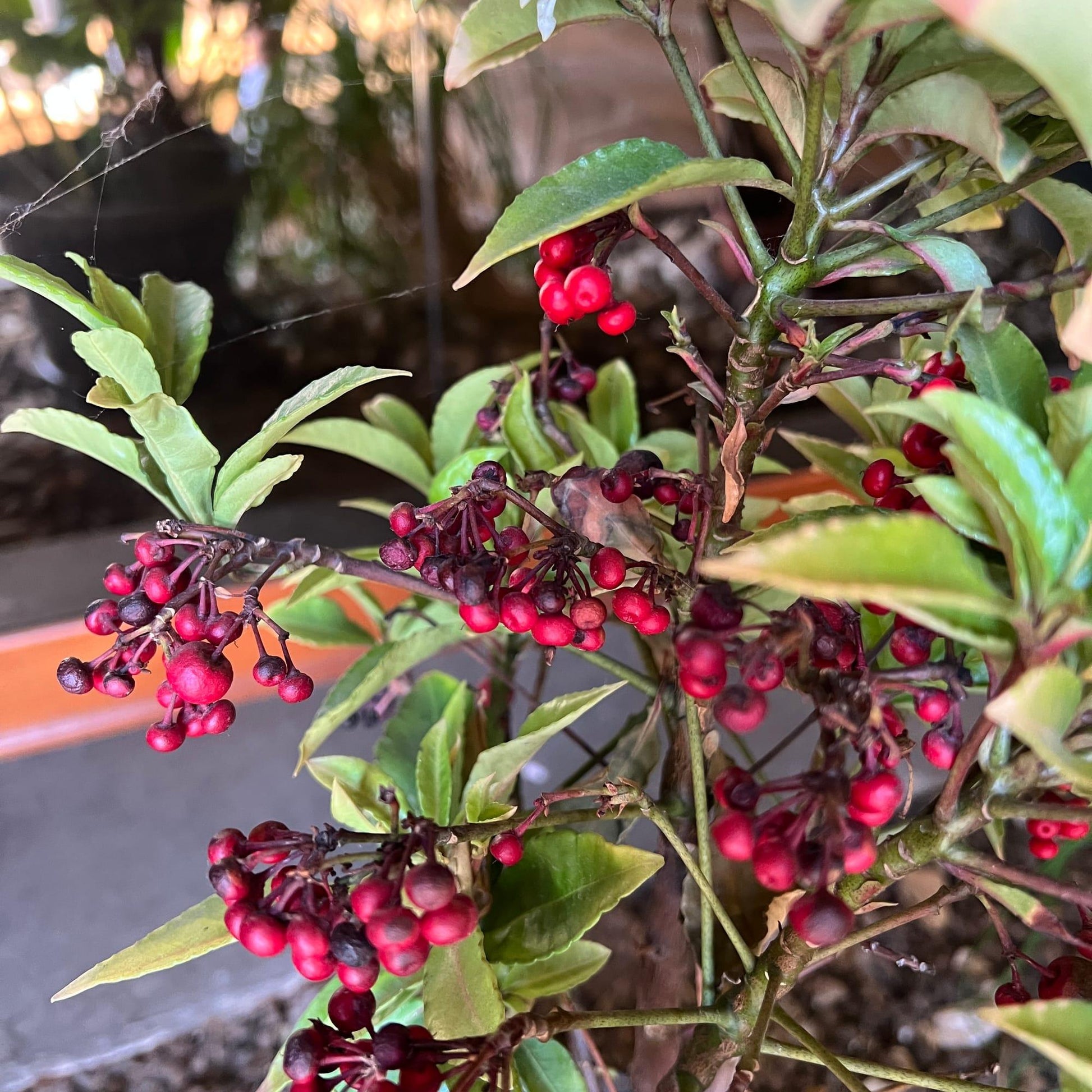 Ardisia Berry White, Pink, Or Red - View 2 from www redcrocus com