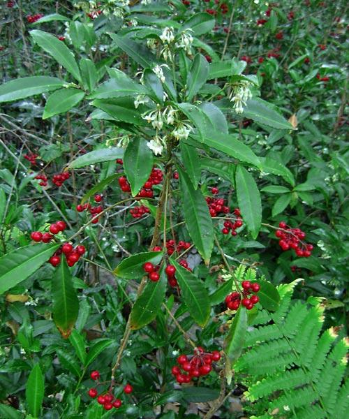 Ardisia Berry White, Pink, Or Red - View 4 from www redcrocus com